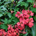 Tropaeolum speciosum fleur